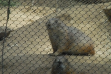 Visit to San Diego Zoo facilities