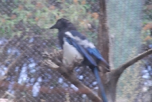 Visit to San Diego Zoo facilities