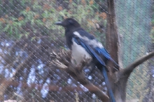 Visit to San Diego Zoo facilities
