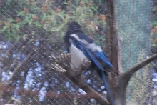Visit to San Diego Zoo facilities
