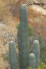 Visit to San Diego Zoo facilities