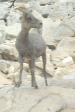 Visit to San Diego Zoo facilities