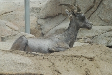 Visit to San Diego Zoo facilities