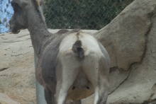 Visit to San Diego Zoo facilities