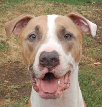 Caesar September 2008