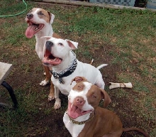 Three Stooges
