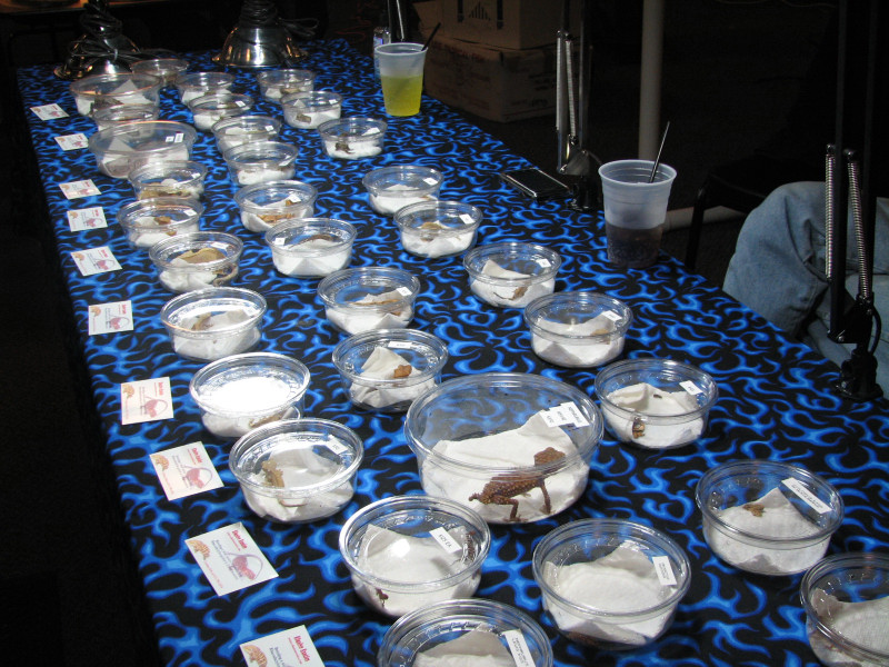 Fall 2010 show