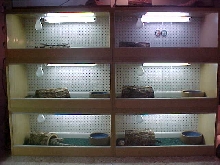 James Wilson's Skink Enclosures