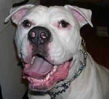 Brutus