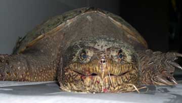 snapper