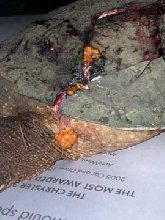 Snapper