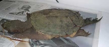 Snapper