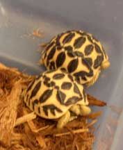 Sri Lanken Star Torts