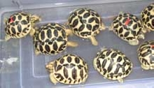 Sri Lanken Star Torts