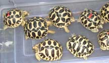 Sri Lanken Star Torts