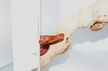 Reptilefest 2011