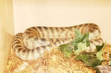Reptilefest 2011
