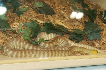 Reptilefest 2011
