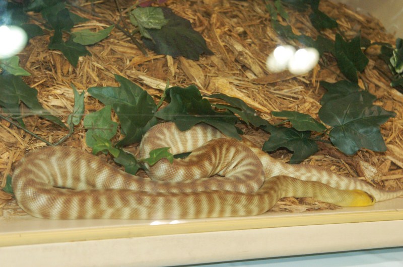 Reptilefest 2011