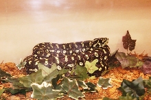 Reptilefest 2011