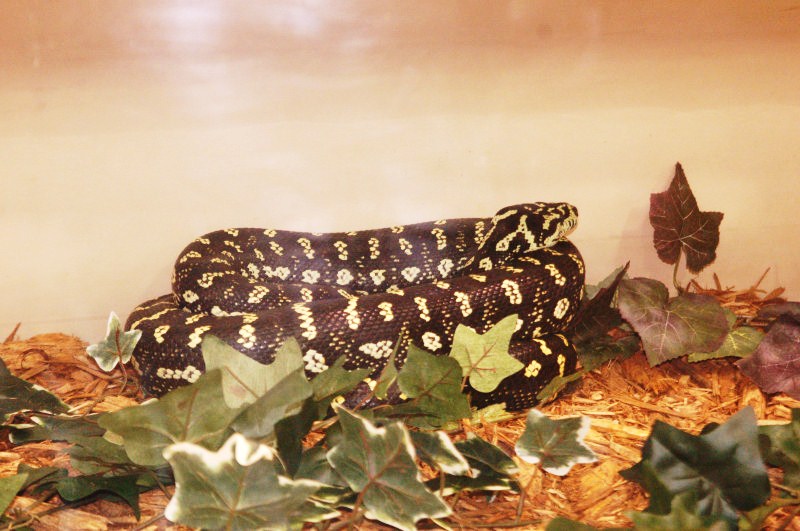 Reptilefest 2011
