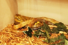 Reptilefest 2011