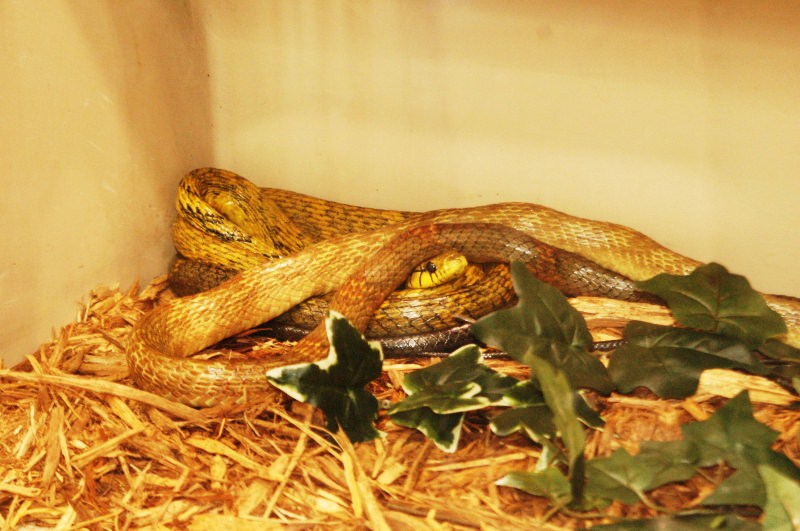 Reptilefest 2011