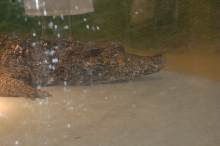 Reptilefest 2011