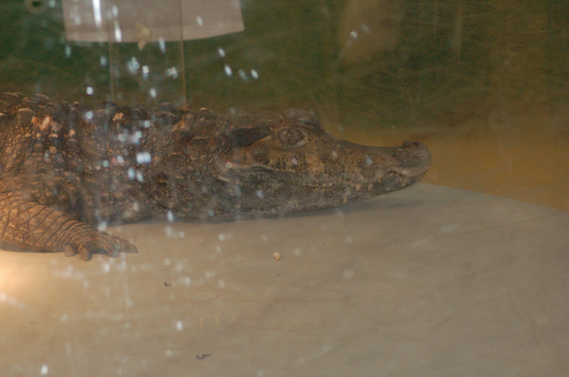 Reptilefest 2011