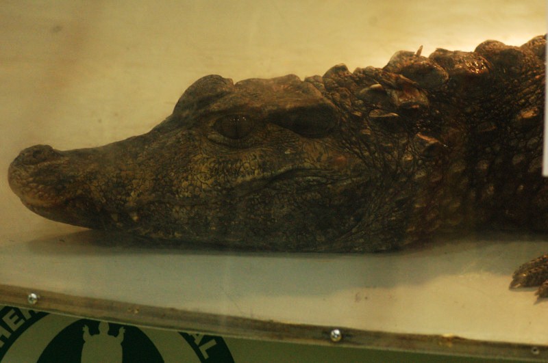 Reptilefest 2011