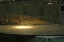 Reptilefest 2011