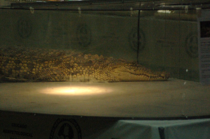 Reptilefest 2011