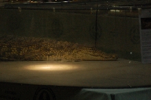 Reptilefest 2011