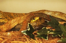 Reptilefest 2011