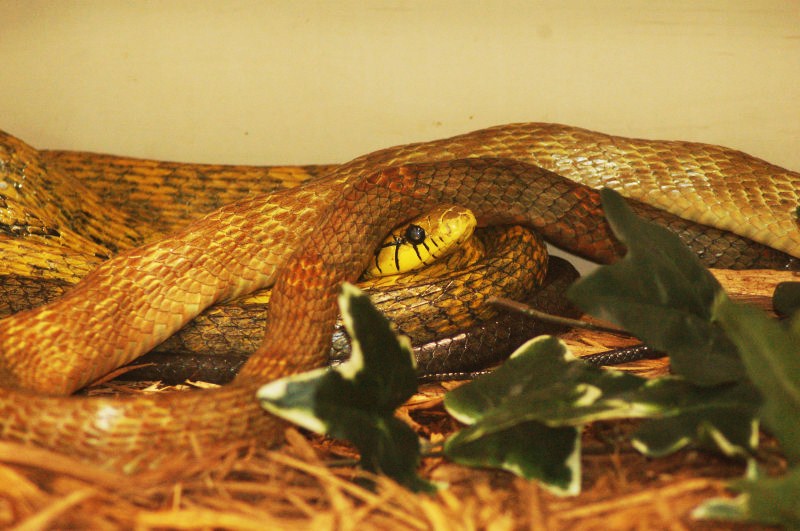 Reptilefest 2011