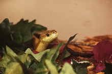 Reptilefest 2011