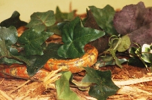 Reptilefest 2011