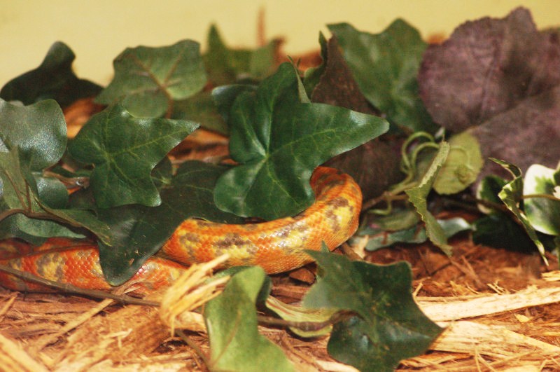 Reptilefest 2011
