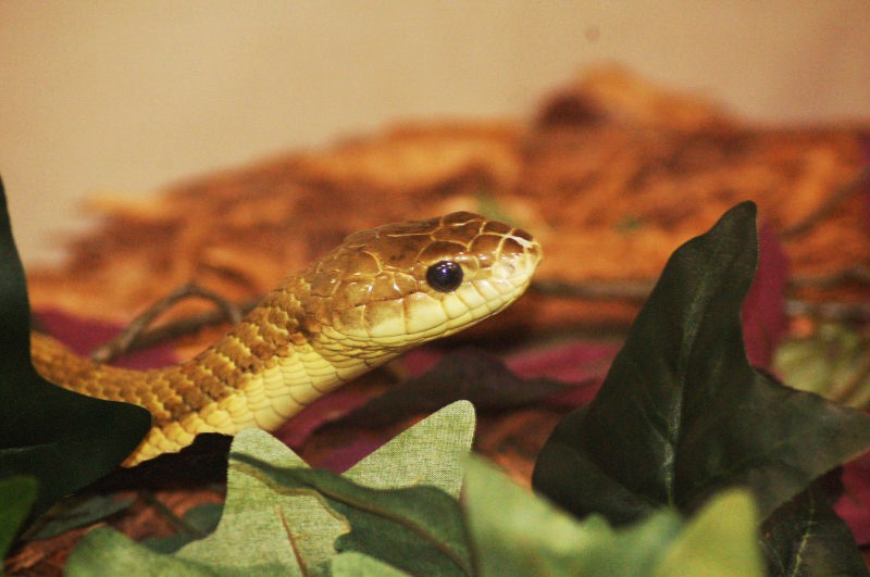 Reptilefest 2011