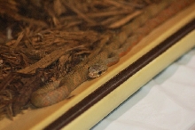 Reptilefest 2011