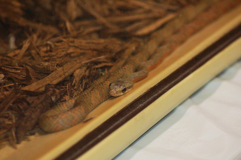 Reptilefest 2011