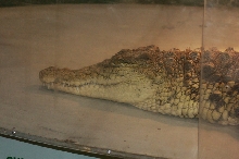Reptilefest 2011