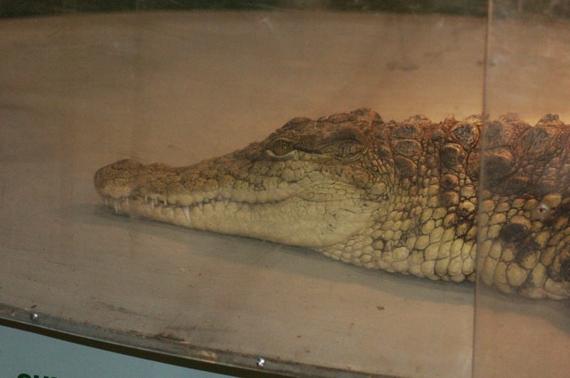 Reptilefest 2011