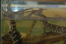 Reptilefest 2011