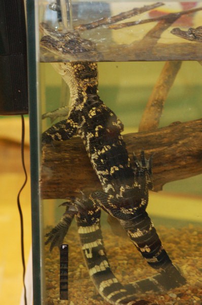 Reptilefest 2011