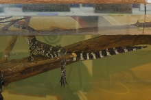 Reptilefest 2011