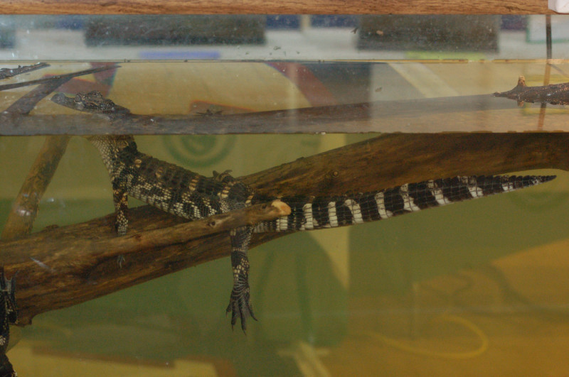 Reptilefest 2011
