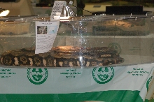 Reptilefest 2011
