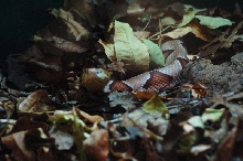 Reptilefest 2011