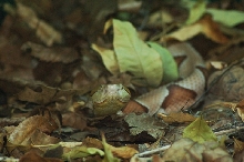 Reptilefest 2011